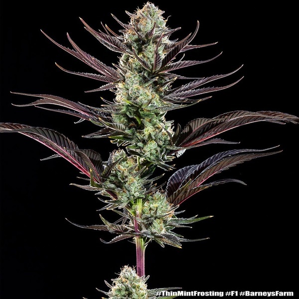 Thin Mint Frosting F1 (Barney's Farm) Feminisoidut