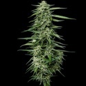 Blueberry Honey (Humboldt Seed Company) Feminisoidut