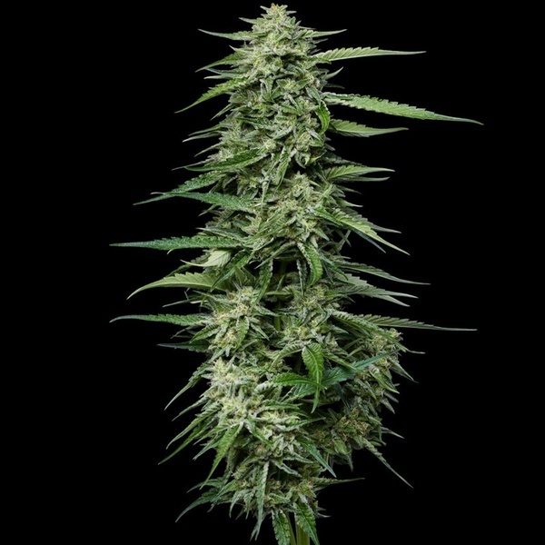 Blueberry Honey (Humboldt Seed Company) Feminisoidut
