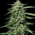 Blueberry Honey (Humboldt Seed Company) Feminisoidut