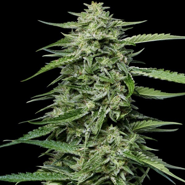 Blueberry Honey (Humboldt Seed Company) Feminisoidut