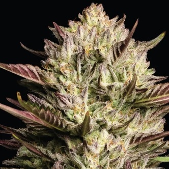 California Octane Triploid (Humboldt Seed Company) feminisoidut