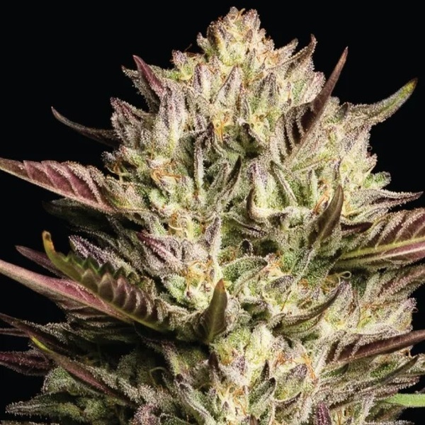 California Octane Triploid (Humboldt Seed Company) Feminisoidut