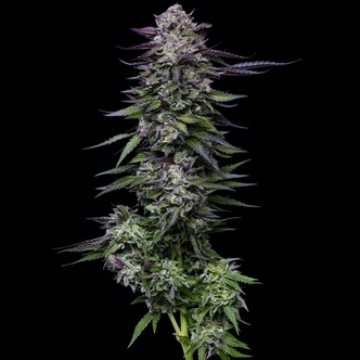 Candy Hustle (Humboldt Seed Company) feminisoidut kannabiksen siemenet