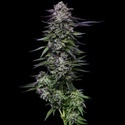 Candy Hustle (Humboldt Seed Company) Feminisoidut