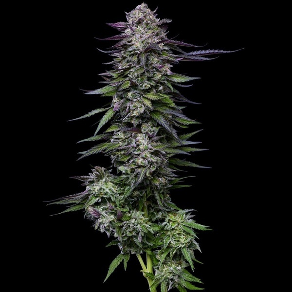Candy Hustle (Humboldt Seed Company) Feminisoidut
