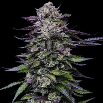 Candy Hustle (Humboldt Seed Company) Feminisoidut
