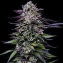 Candy Hustle (Humboldt Seed Company) Feminisoidut