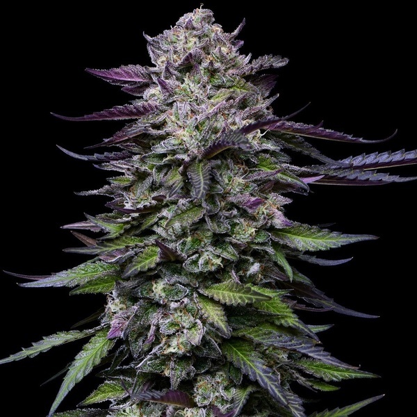 Candy Hustle (Humboldt Seed Company) Feminisoidut