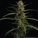 Caribbean Queen (Humboldt Seed Company) Feminisoidut