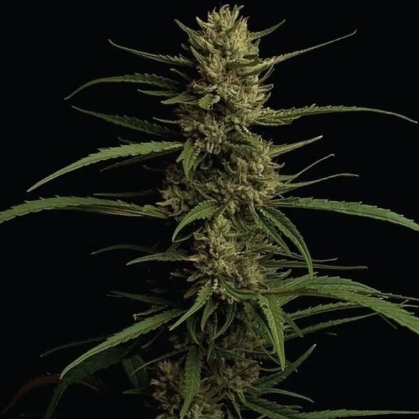 Caribbean Queen (Humboldt Seed Company) Feminisoidut