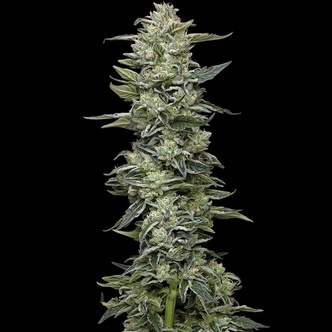 Honey Bear (Humboldt Seed Company) feminisoitu