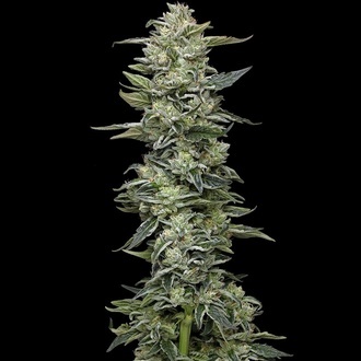 Honey Bear (Humboldt Seed Company) Feminisoidut