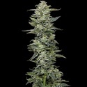 Honey Bear (Humboldt Seed Company) Feminisoidut
