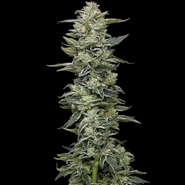 Honey Bear (Humboldt Seed Company) Feminisoidut