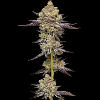 Hyper Za (Humboldt Seed Company) Feminisoidut