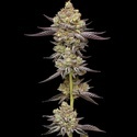 Hyper Za (Humboldt Seed Company) Feminisoidut