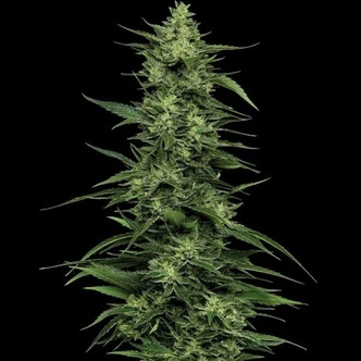 Limez (Humboldt Seed Company) feminisoitu