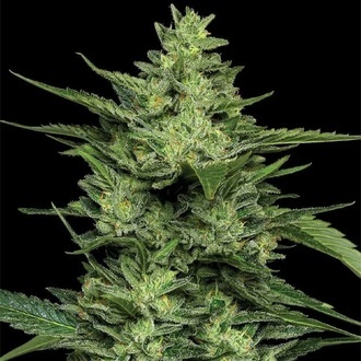 Limez (Humboldt Seed Company) Feminisoidut