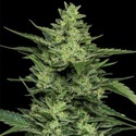 Limez (Humboldt Seed Company) Feminisoidut