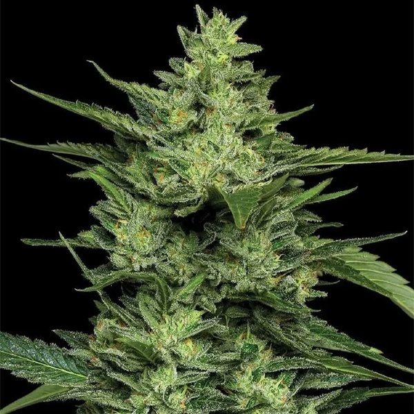 Limez (Humboldt Seed Company) Feminisoidut