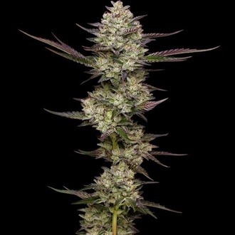 Puff Pastry (Humboldt Seed Company) Feminisoidut