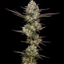 Puff Pastry (Humboldt Seed Company) Feminisoidut
