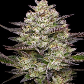 Puff Pastry (Humboldt Seed Company) Feminisoidut