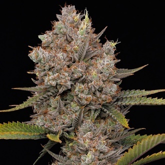 Hella Jelly Autoflower (Humboldt Seed Company) Feminisoidut