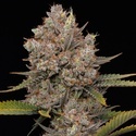 Hella Jelly Autoflower (Humboldt Seed Company) Feminisoidut