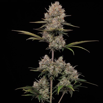 Hella Jelly Autoflower (Humboldt Seed Company) Feminisoidut