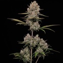 Hella Jelly Autoflower (Humboldt Seed Company) Feminisoidut