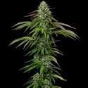 Garlic Budder Autoflower (Humboldt Seed Company) Feminisoidut