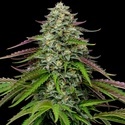 Garlic Budder Autoflower (Humboldt Seed Company) Feminisoidut