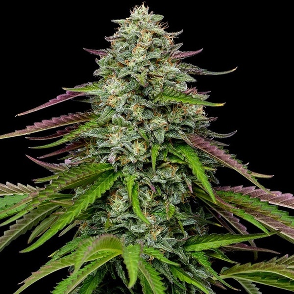 Garlic Budder Autoflower (Humboldt Seed Company) Feminisoidut