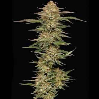 Orange Creampop (Humboldt Seed Company) Feminisoidut