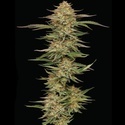 Orange Creampop (Humboldt Seed Company) Feminisoidut