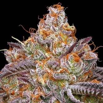Granny Candy (Humboldt Seed Company) feminisoidut