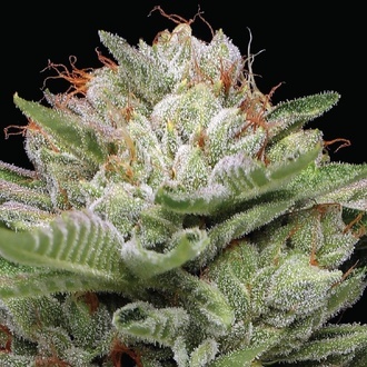 Durban Poison Auto (Humboldt Seed Company) Feminisoitu