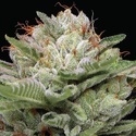 Durban Poison Auto (Humboldt Seed Company) Feminisoitu