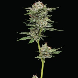 Durban Poison Auto (Humboldt Seed Company) Feminisoitu