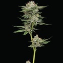 Durban Poison Auto (Humboldt Seed Company) Feminisoitu