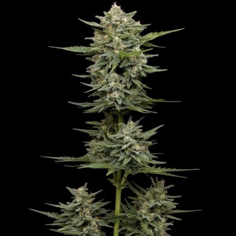 Vanilla Latte Autoflower (Humboldt Seed Company) feminisoidut kannabiksen siemenet