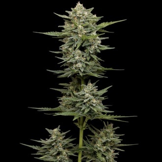 Vanilla Latte Auto (Humboldt Seed Company) Feminized