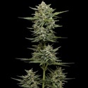 Vanilla Latte Auto (Humboldt Seed Company) Feminized