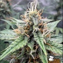 Drizl Pickl Autoflower (Seedstockers) Feminisoidut