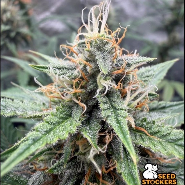 Drizl Pickl Autoflower (Seedstockers) Feminisoidut