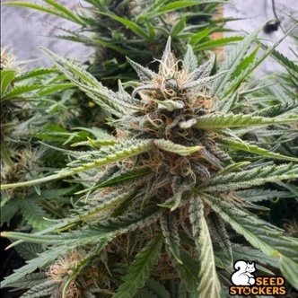 Fishy Zoap Autoflower (Seedstockers) Feminisoidut