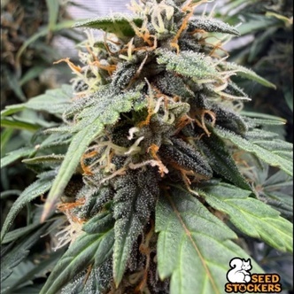 F.U.H (Fcked Up Hippy) Autoflower (Seedstockers) Feminisidut