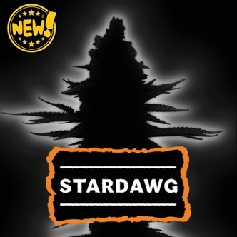 Stardawg Autoflower (Seedstockers) Feminisoidut